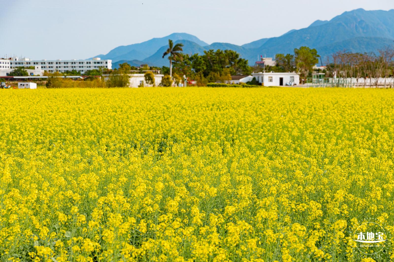 深圳农科院油菜花海