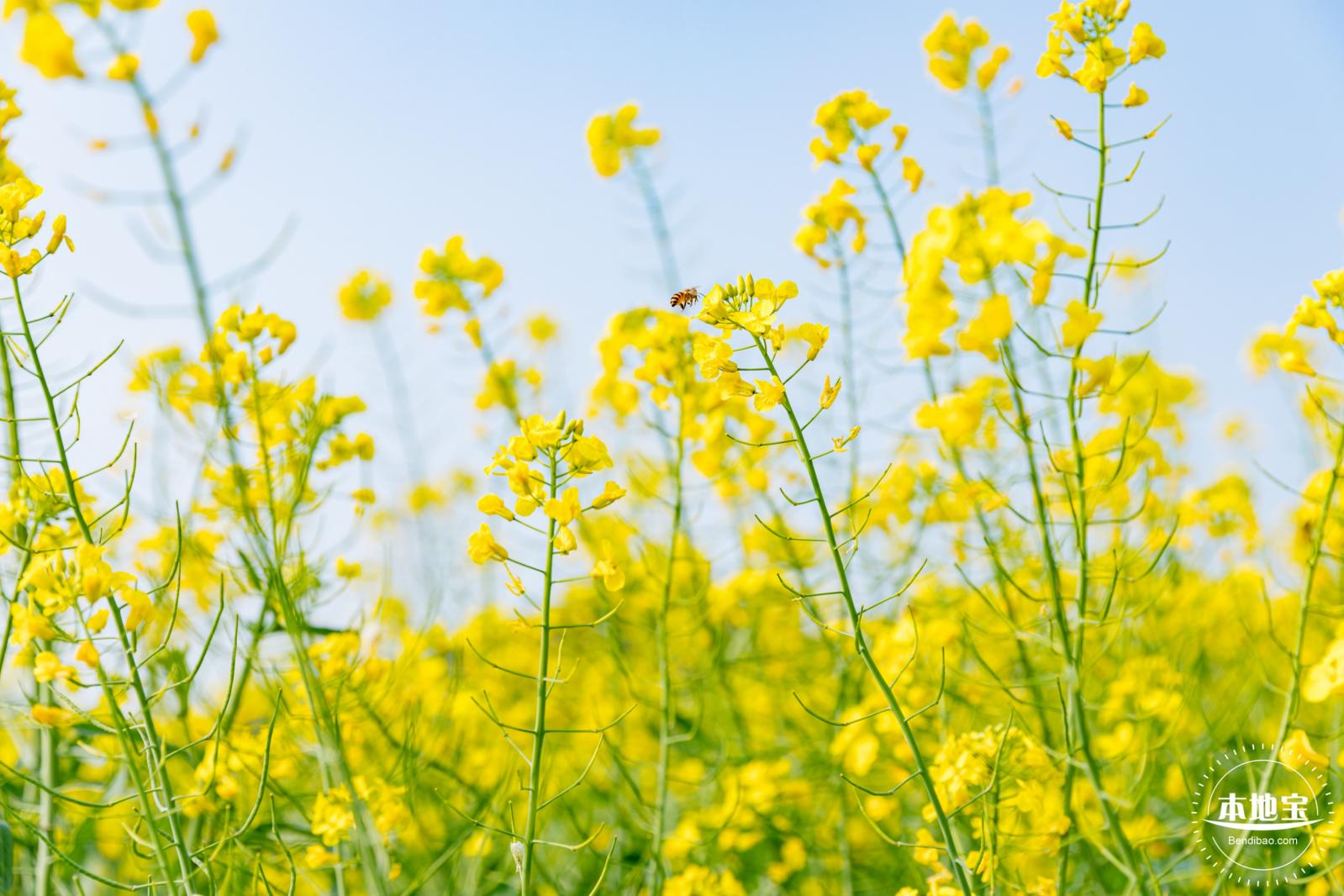 深圳农科院油菜花海