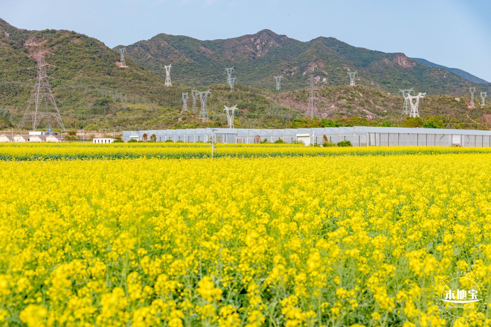 深圳农科院油菜花海