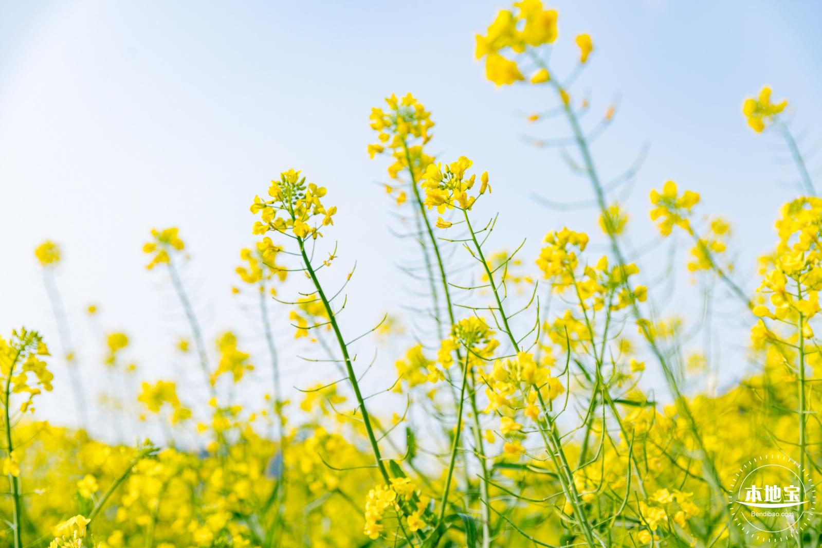 深圳农科院油菜花海