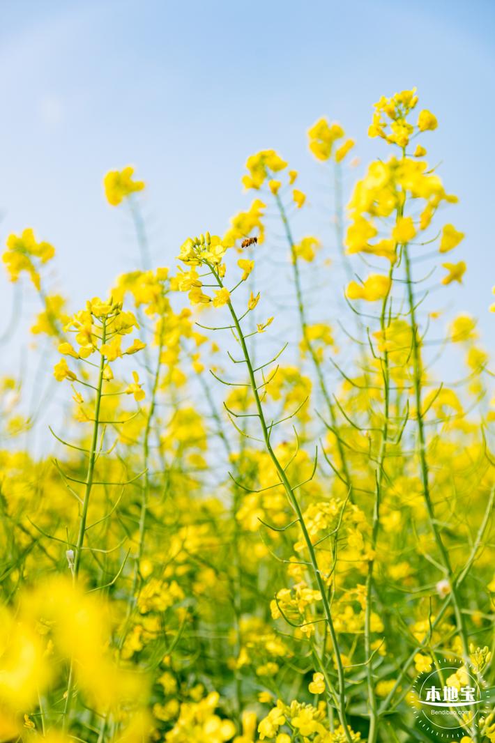 深圳农科院油菜花海
