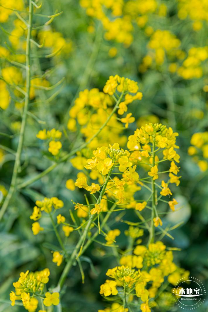 深圳农科院油菜花海