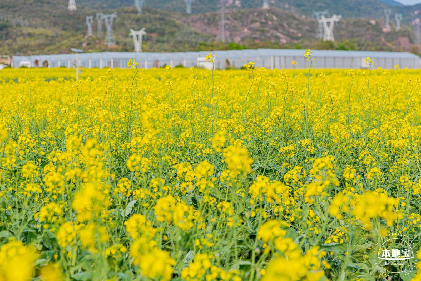 深圳农科院油菜花海