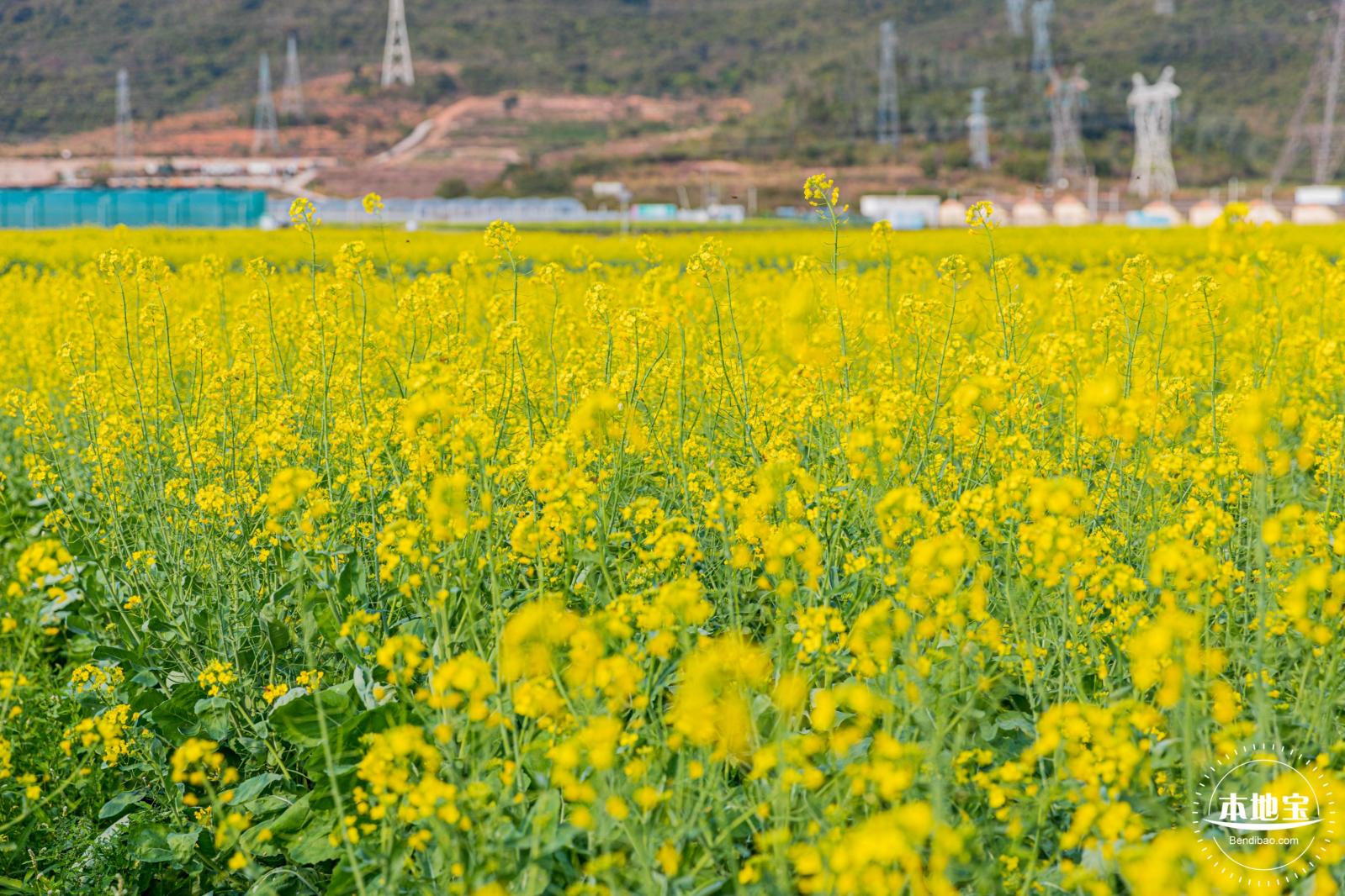 深圳农科院油菜花海