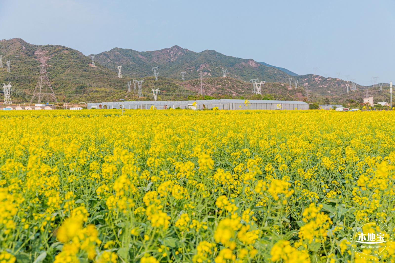 深圳农科院油菜花海
