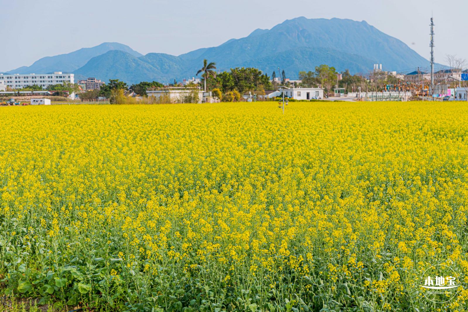 深圳农科院油菜花海