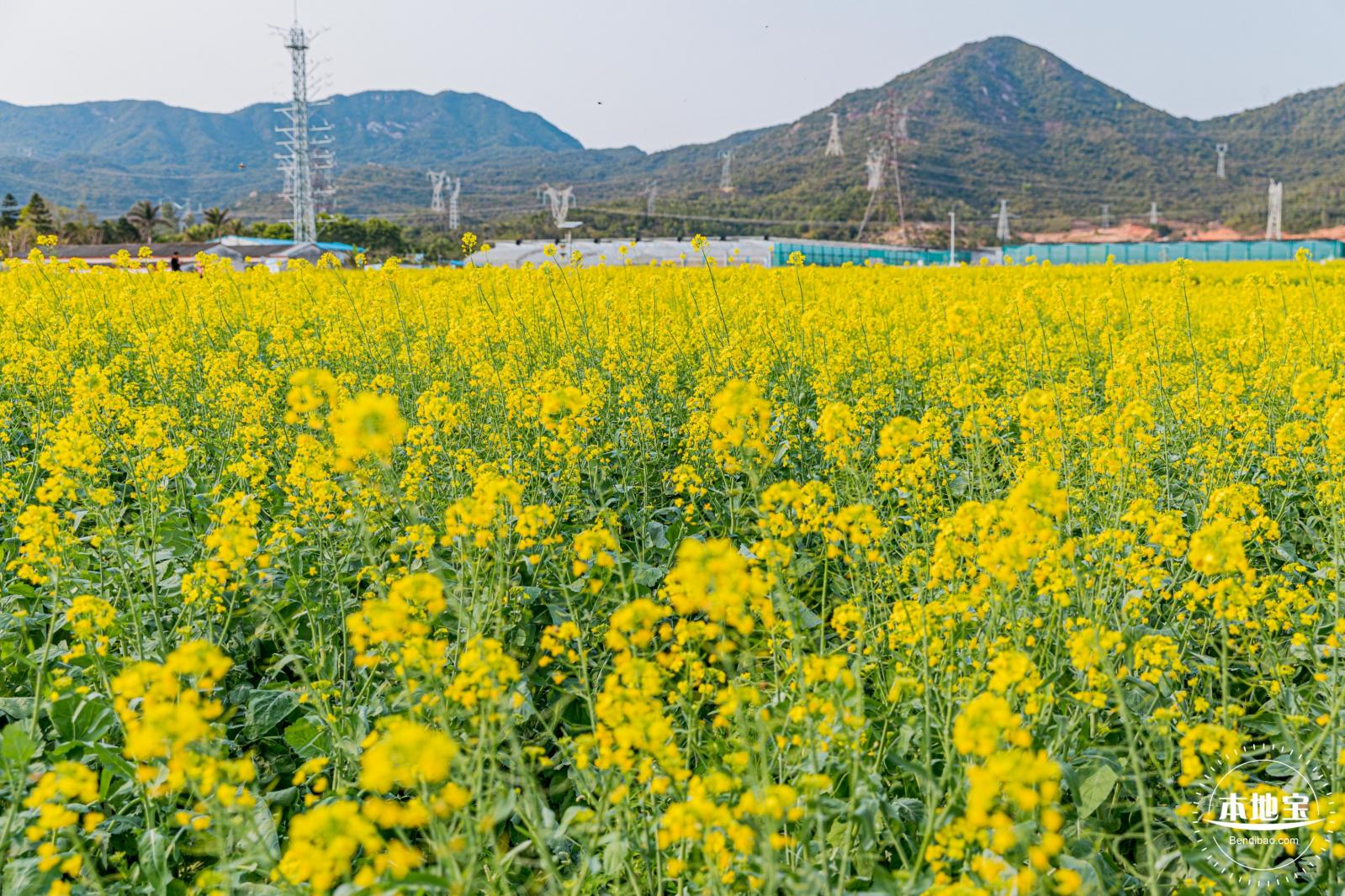 深圳农科院油菜花海