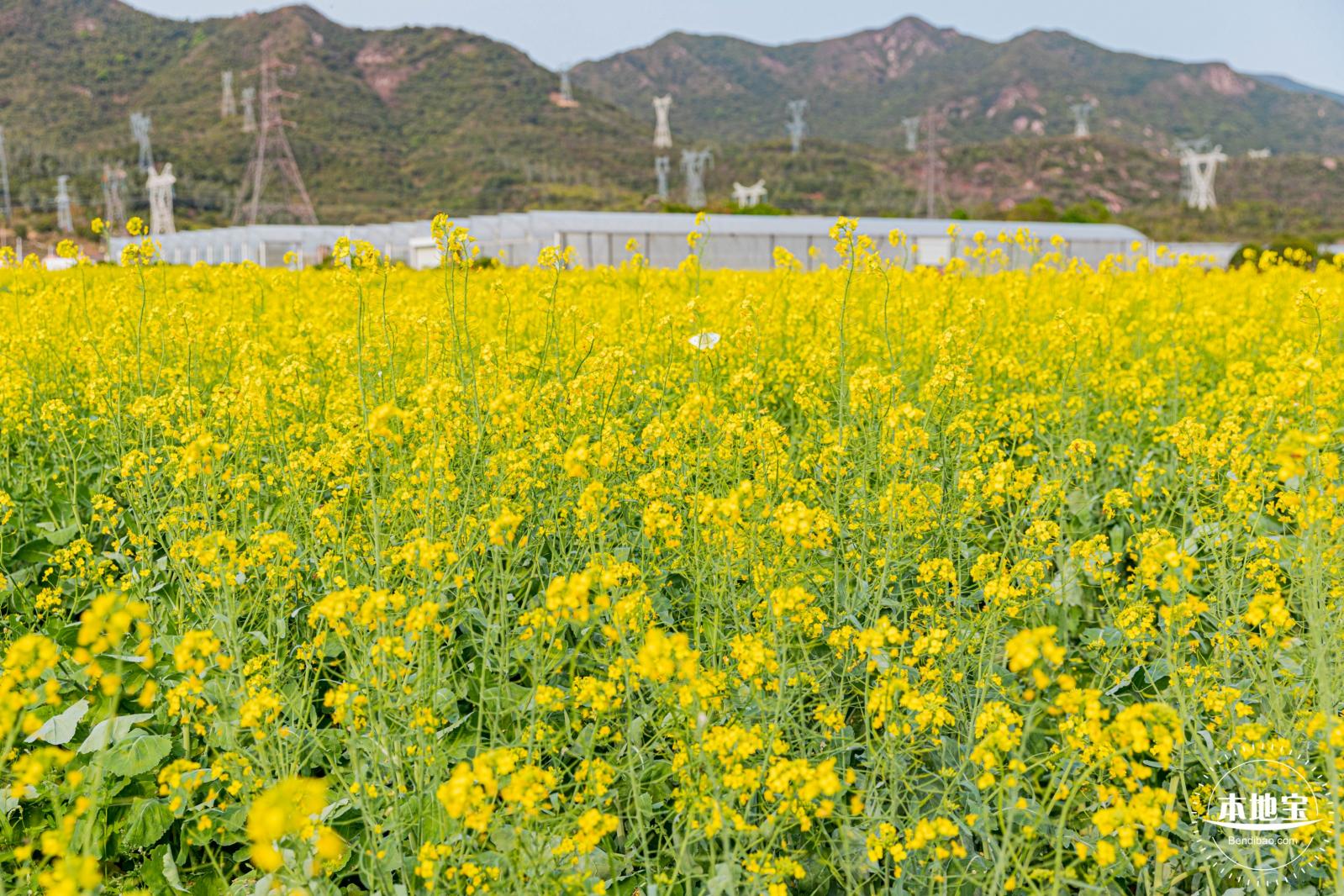 深圳农科院油菜花海