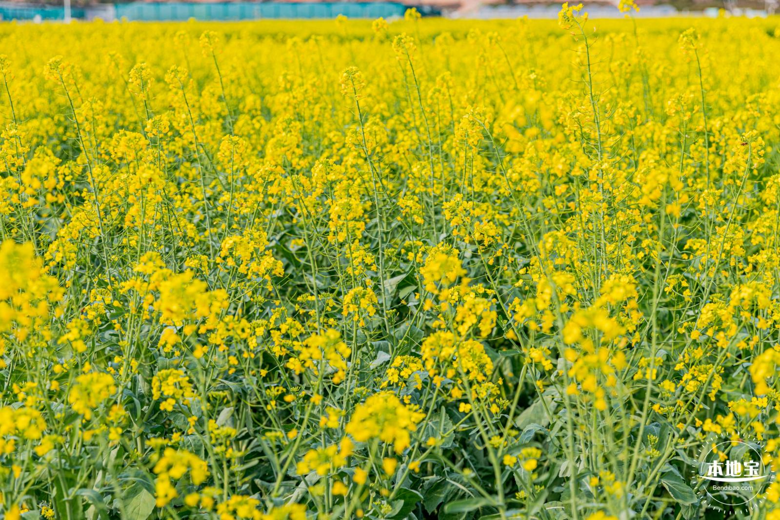 深圳农科院油菜花海