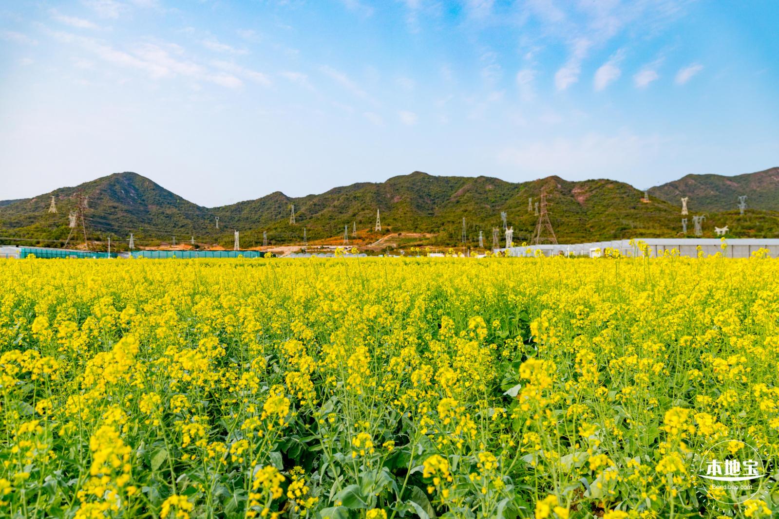 深圳农科院油菜花海