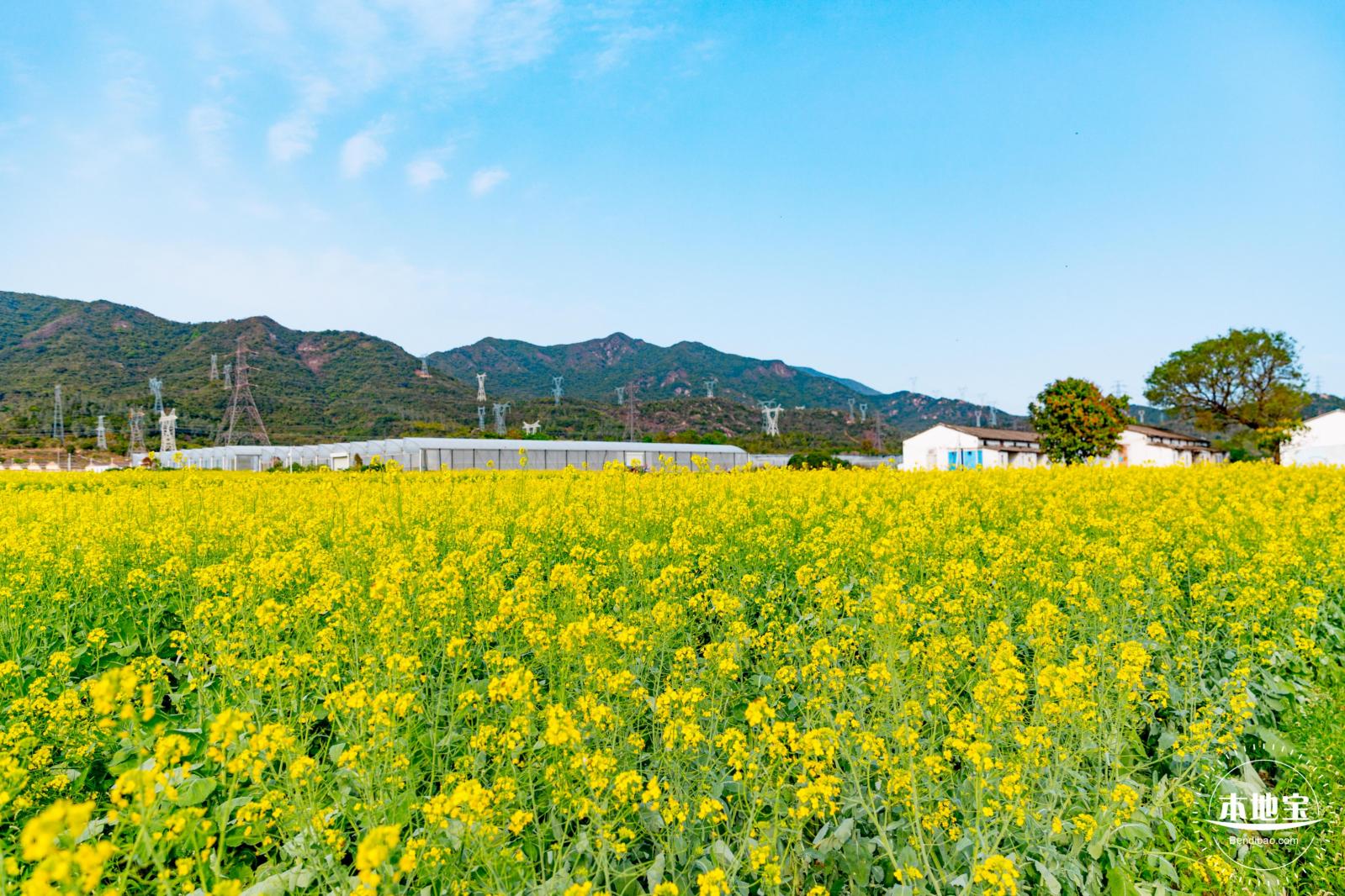 深圳农科院油菜花海