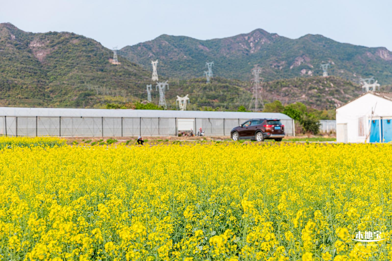 深圳农科院油菜花海