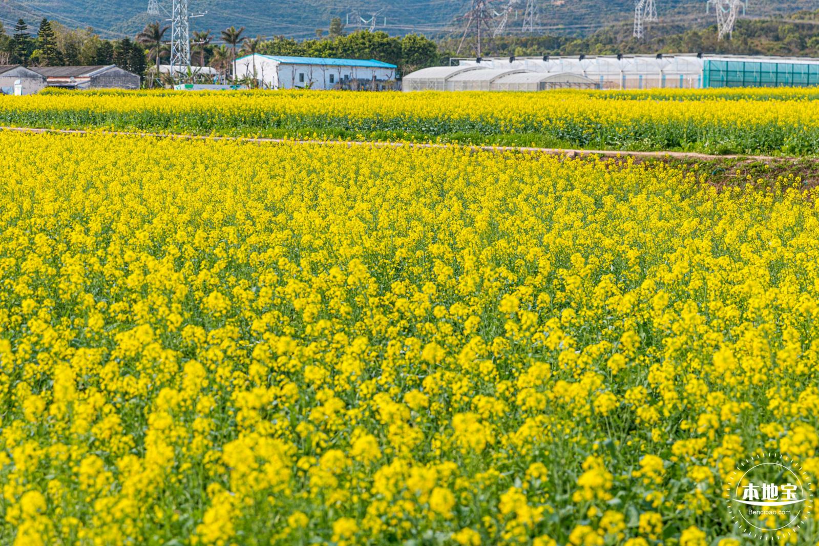深圳农科院油菜花海