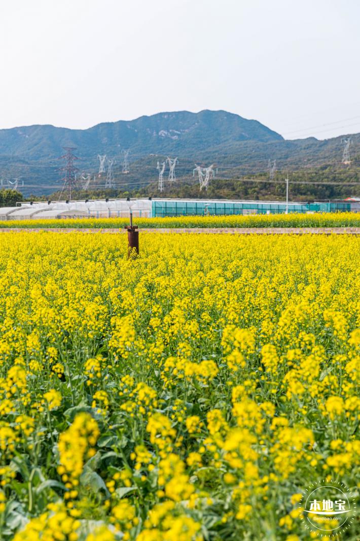 深圳农科院油菜花海