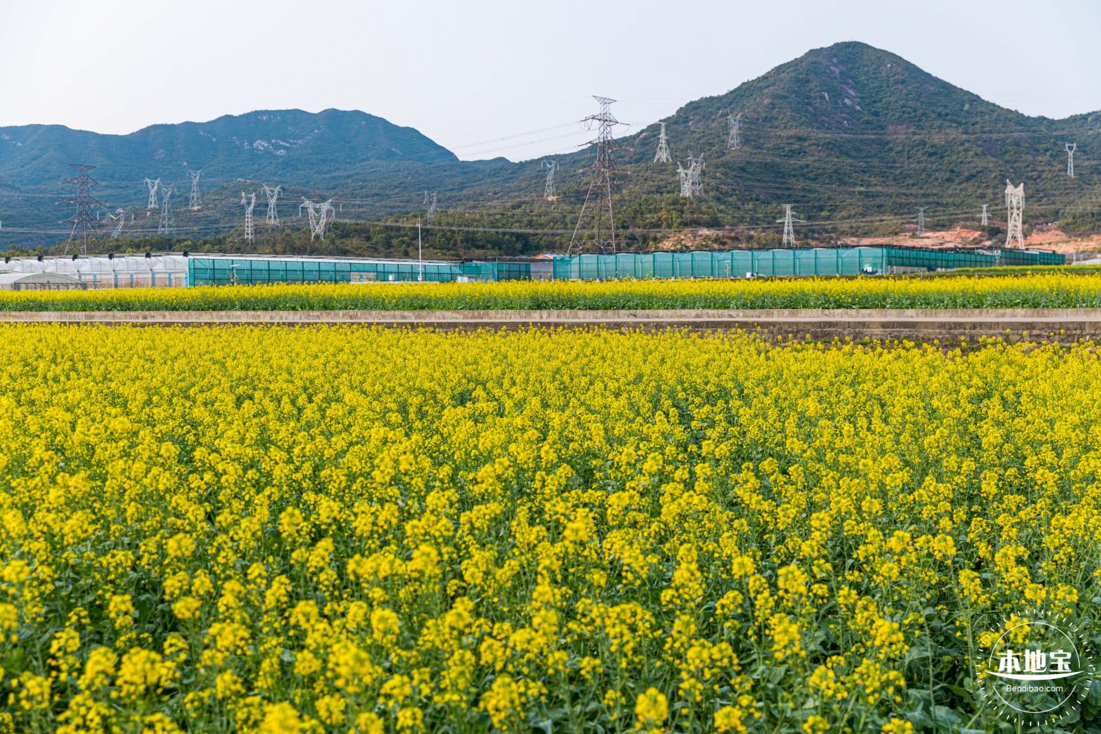 深圳农科院油菜花海
