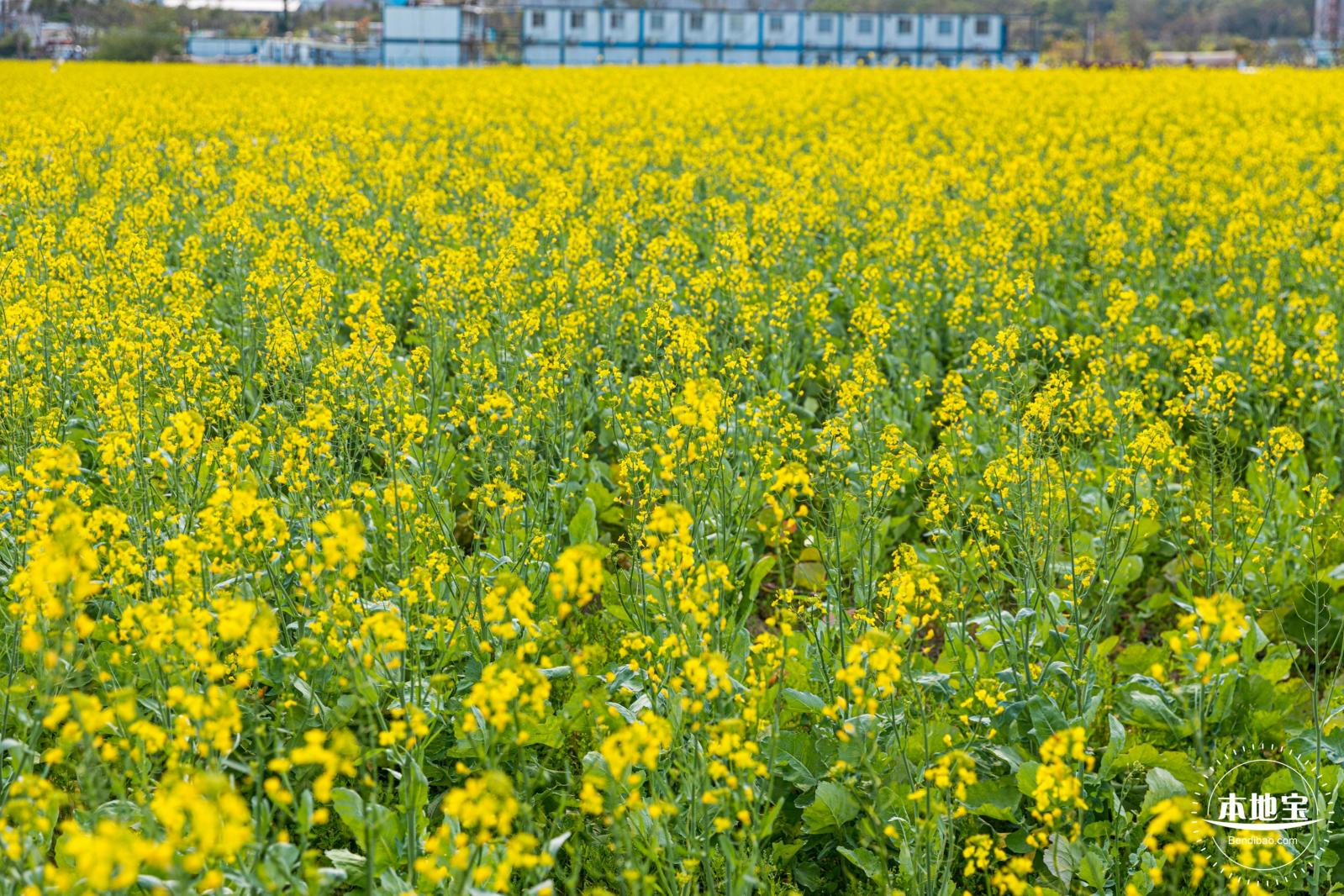 深圳农科院油菜花海