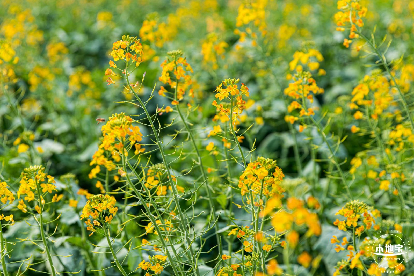 深圳农科院油菜花海
