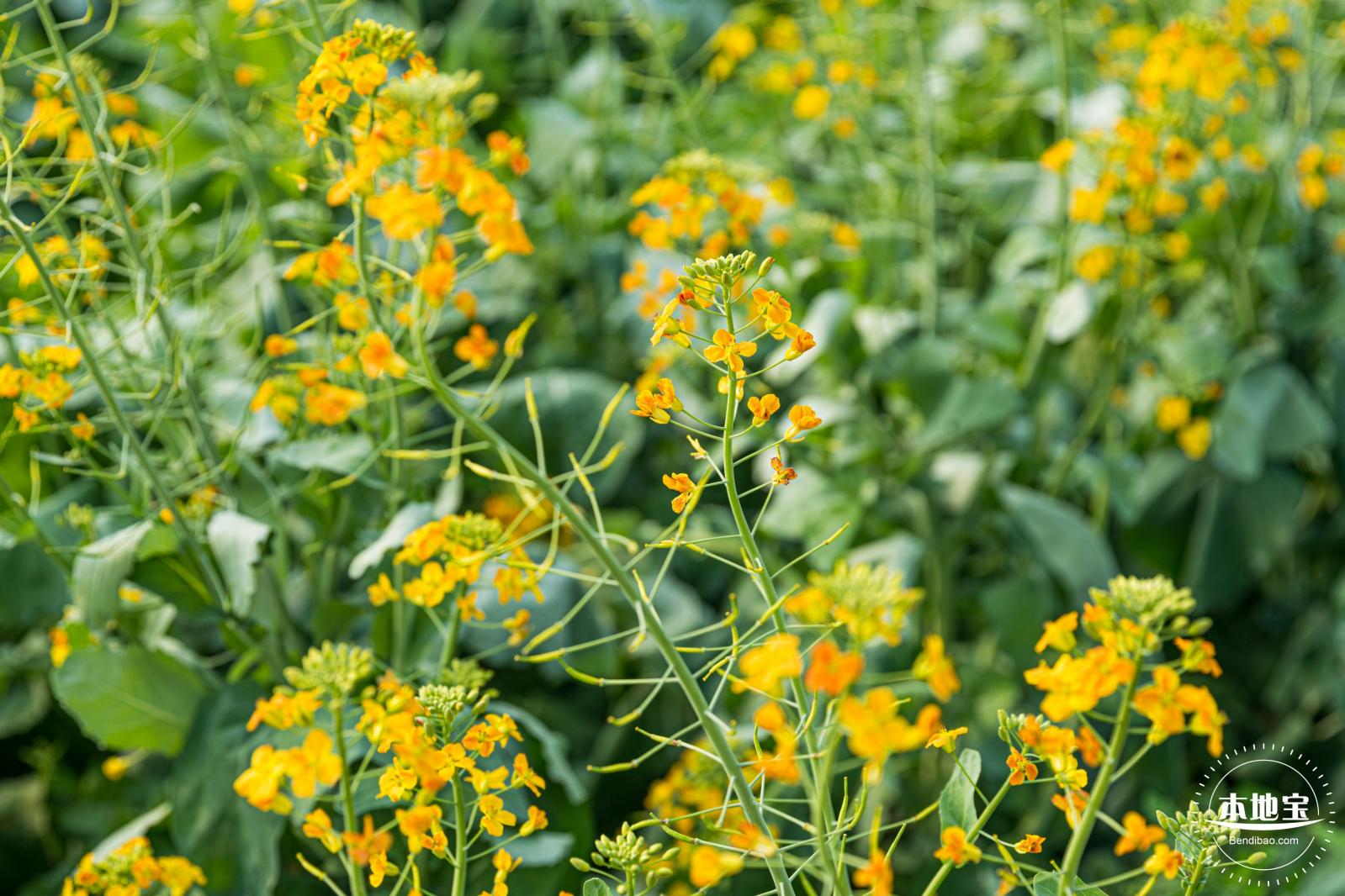 深圳农科院油菜花海