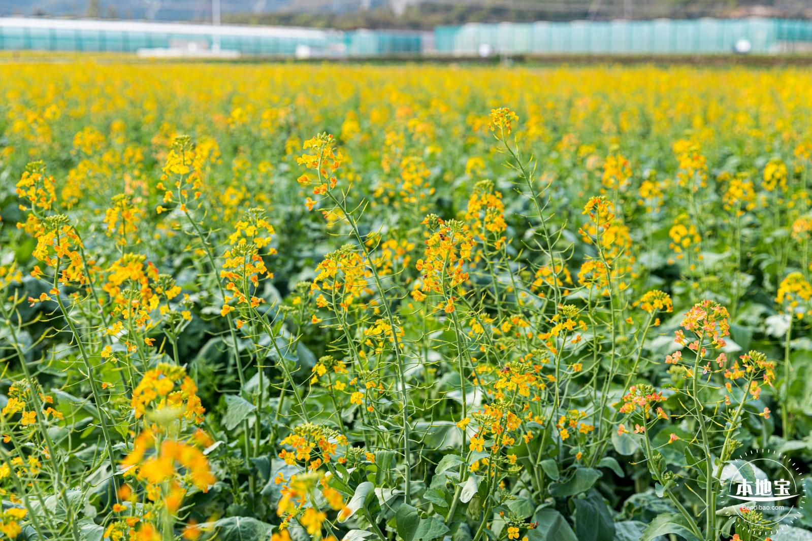 深圳农科院油菜花海