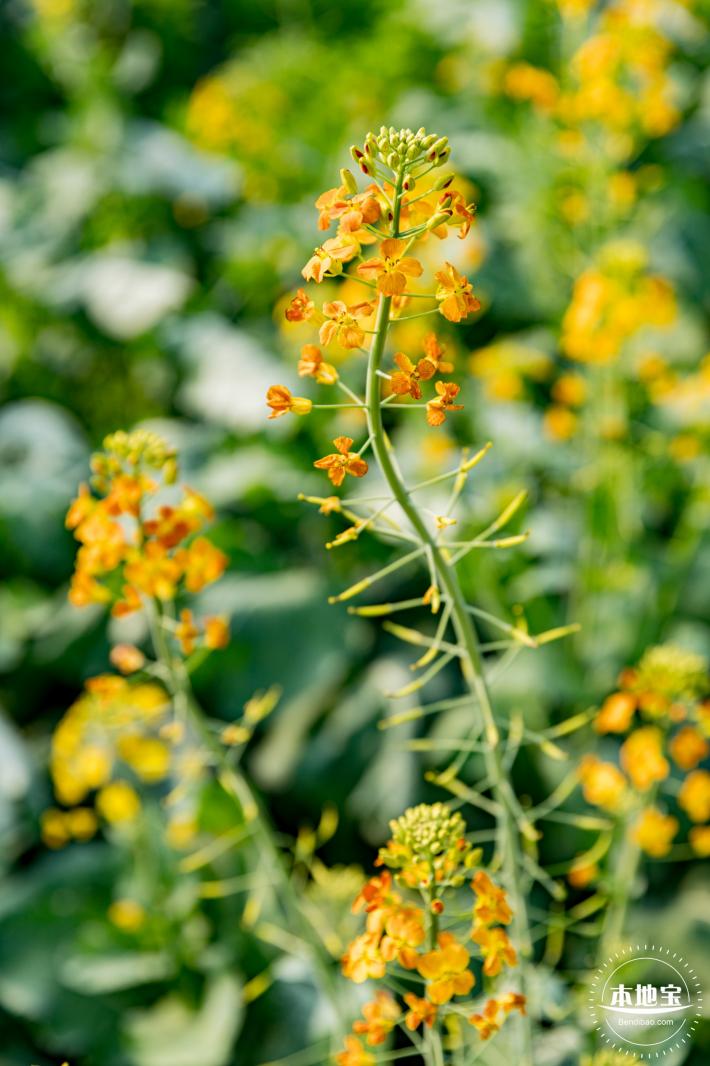 深圳农科院油菜花海