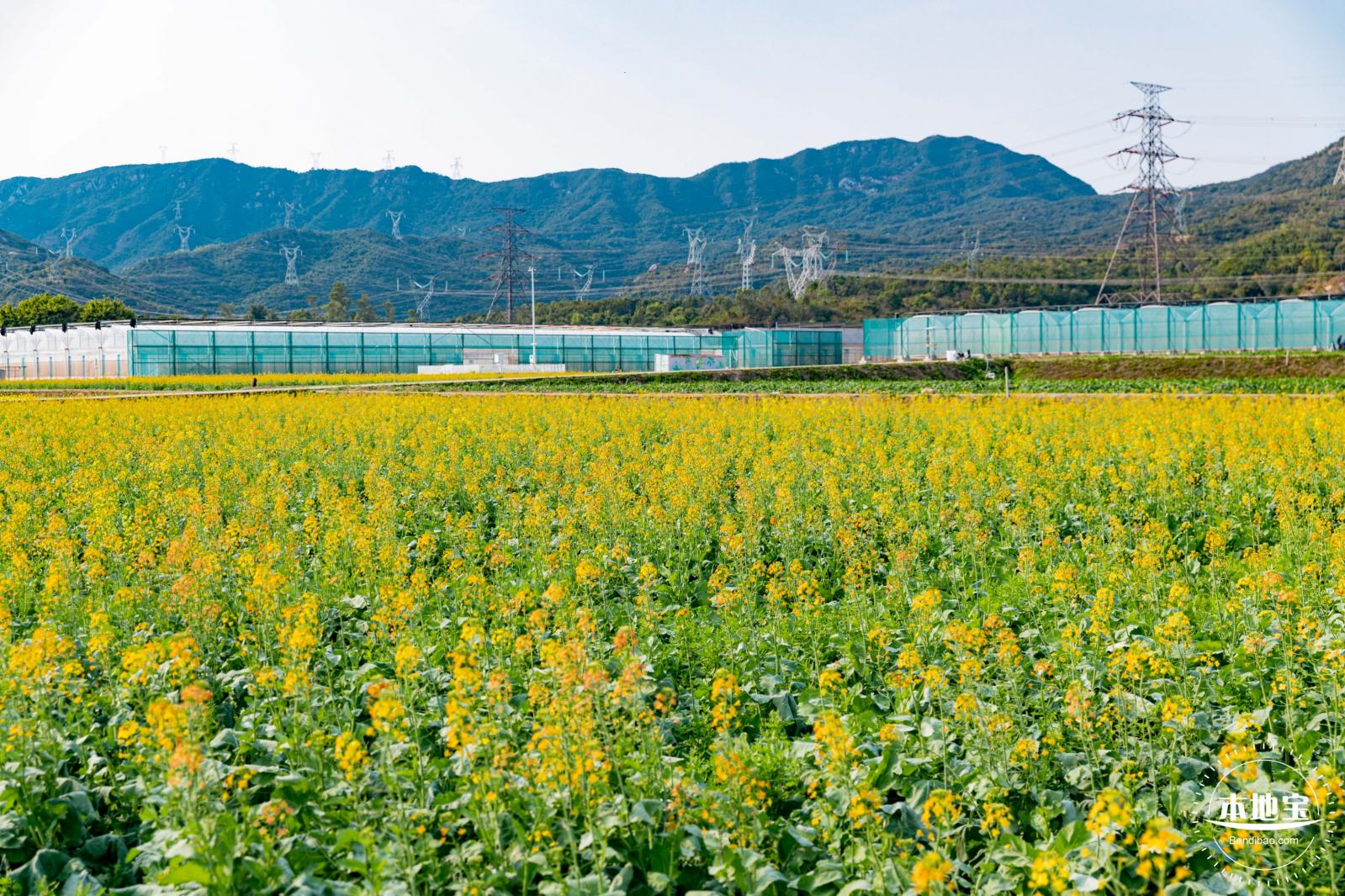 深圳农科院油菜花海