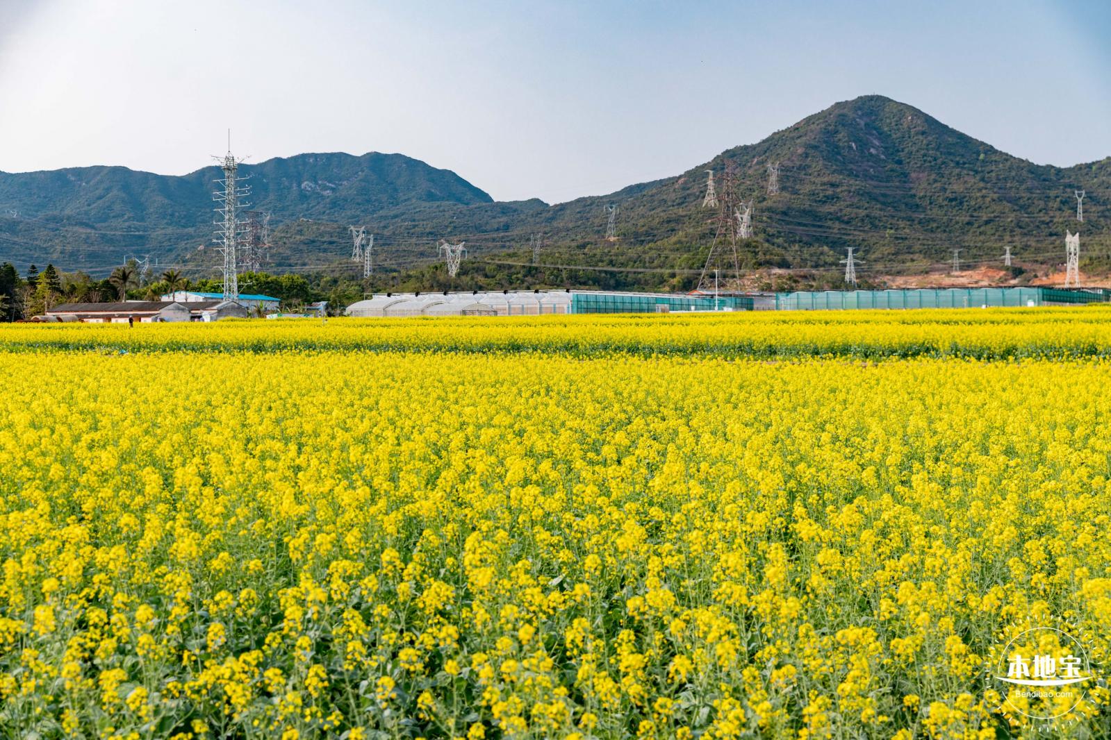 深圳农科院油菜花海