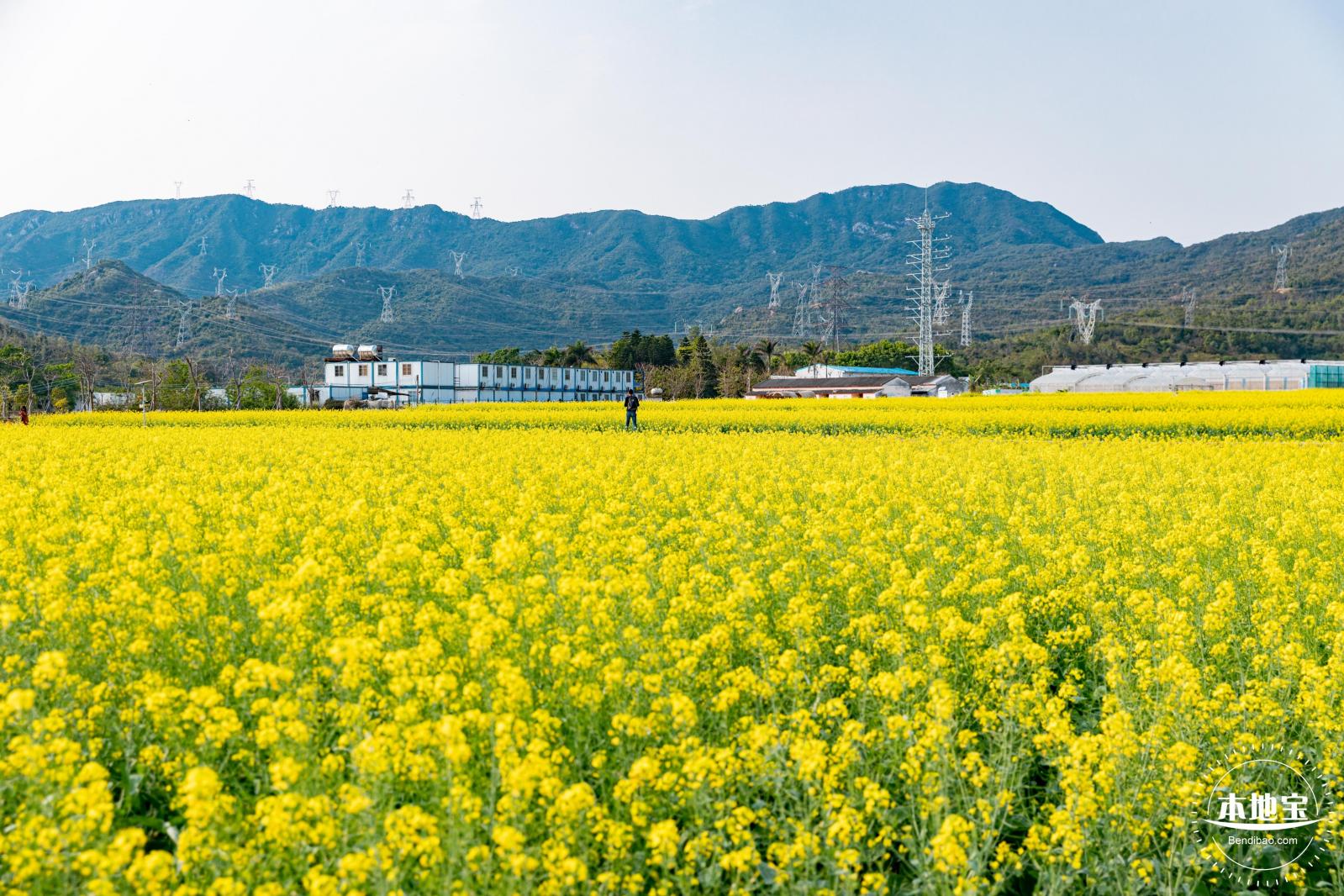 深圳农科院油菜花海