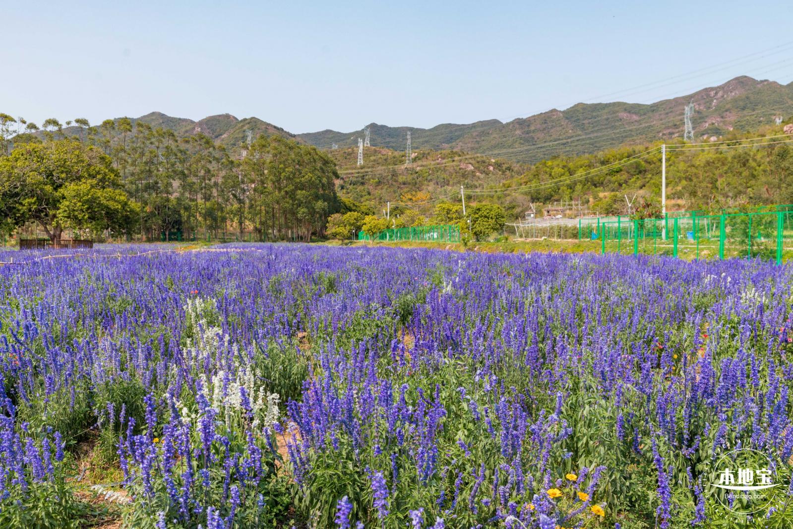 美丽乡村百花节