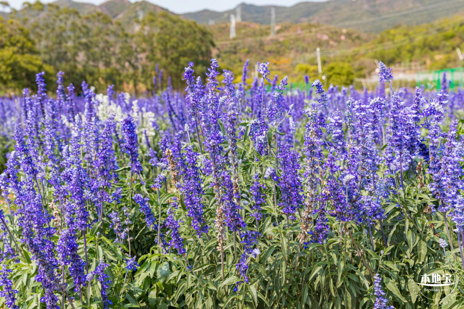 美丽乡村百花节