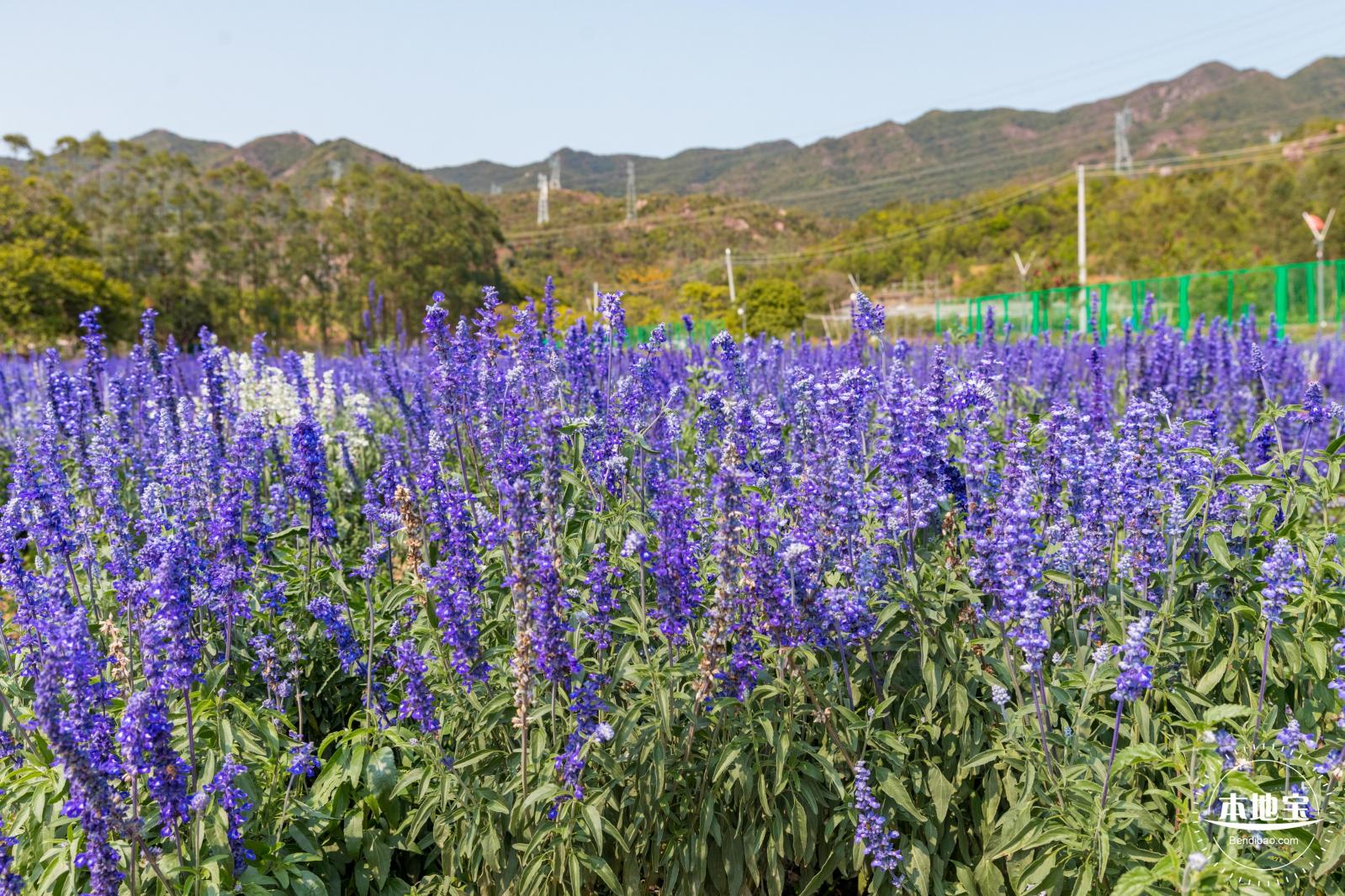 美丽乡村百花节