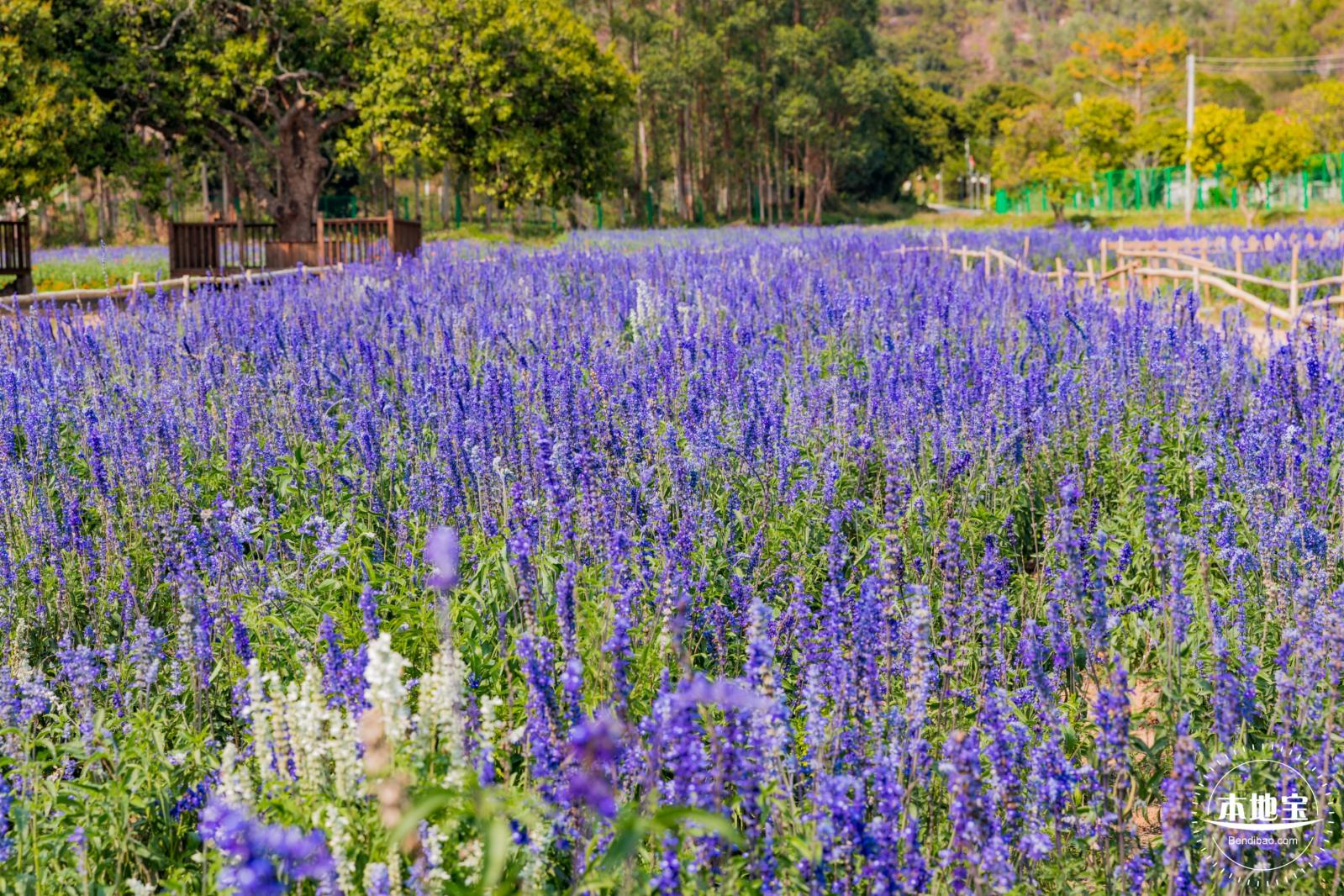 美丽乡村百花节