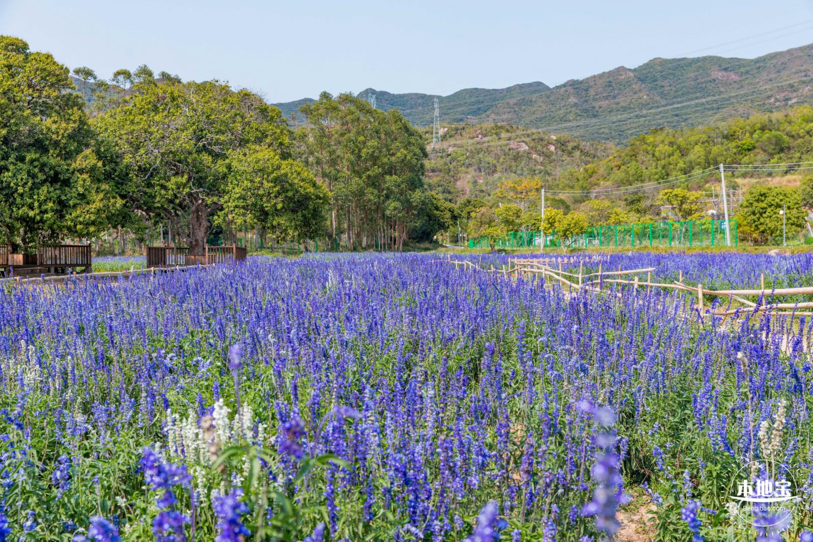 美丽乡村百花节