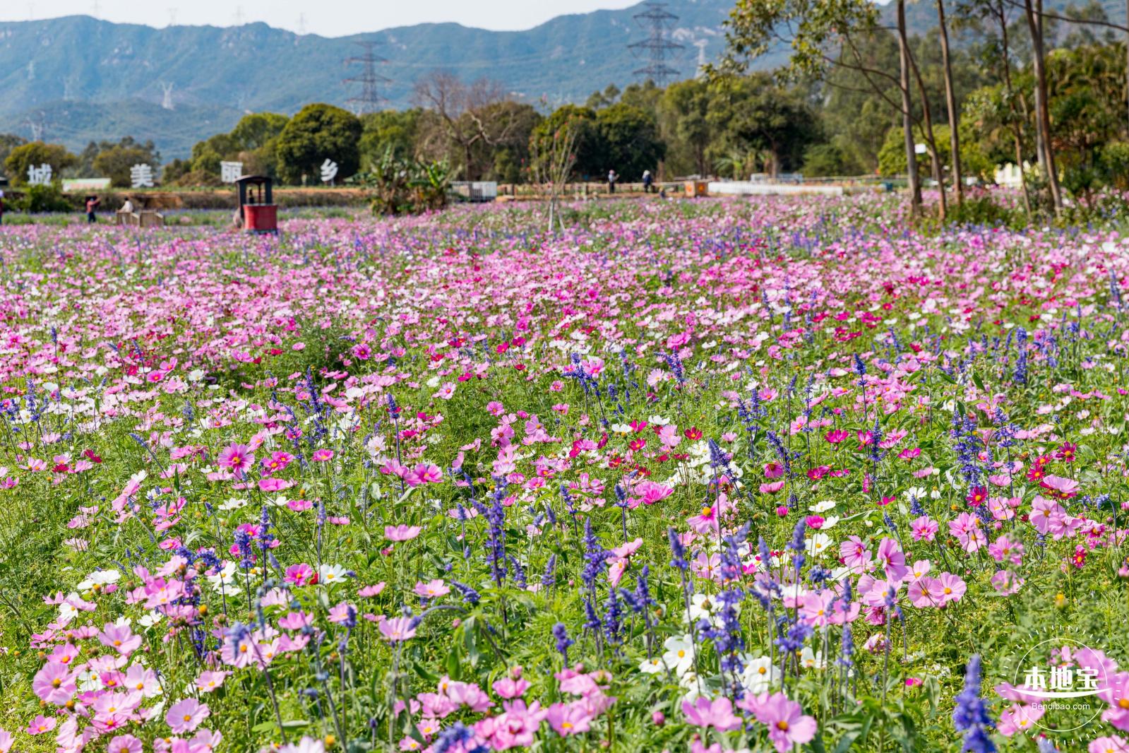 美丽乡村百花节