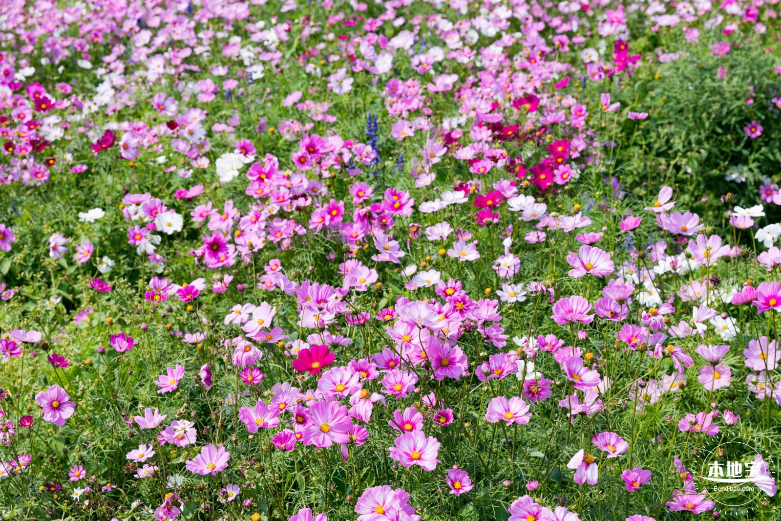 美丽乡村百花节