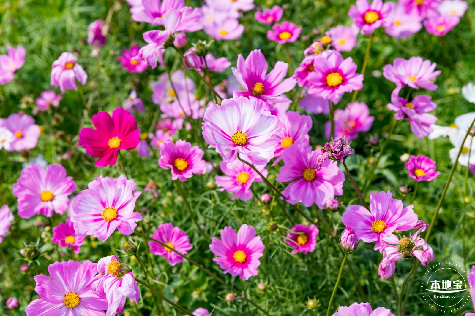 美丽乡村百花节