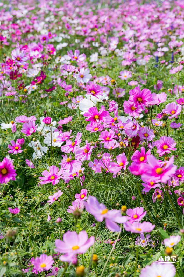 美丽乡村百花节