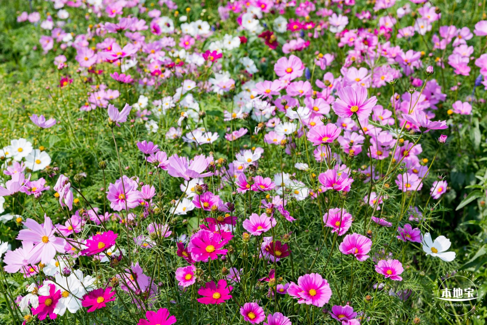 美丽乡村百花节