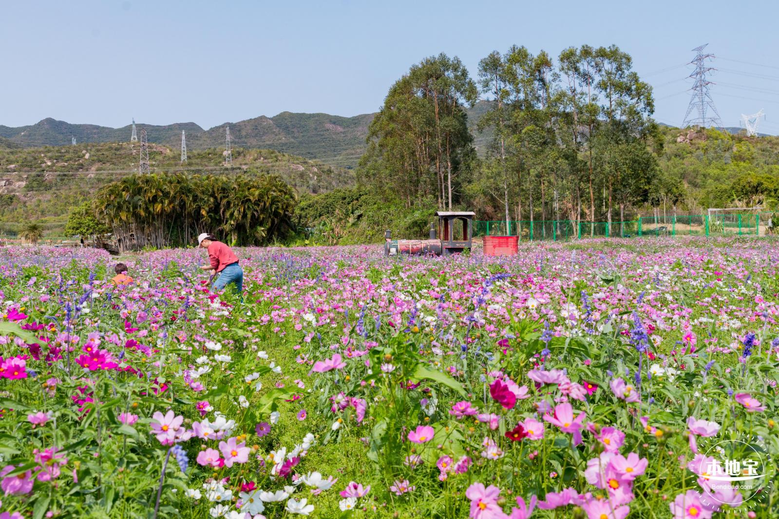 美丽乡村百花节