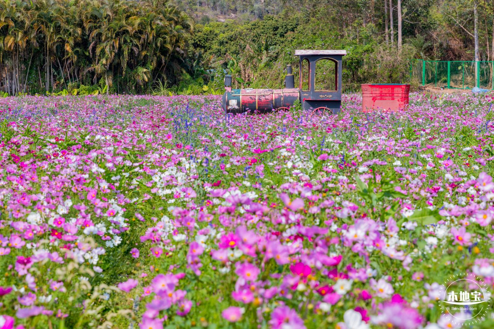 美丽乡村百花节