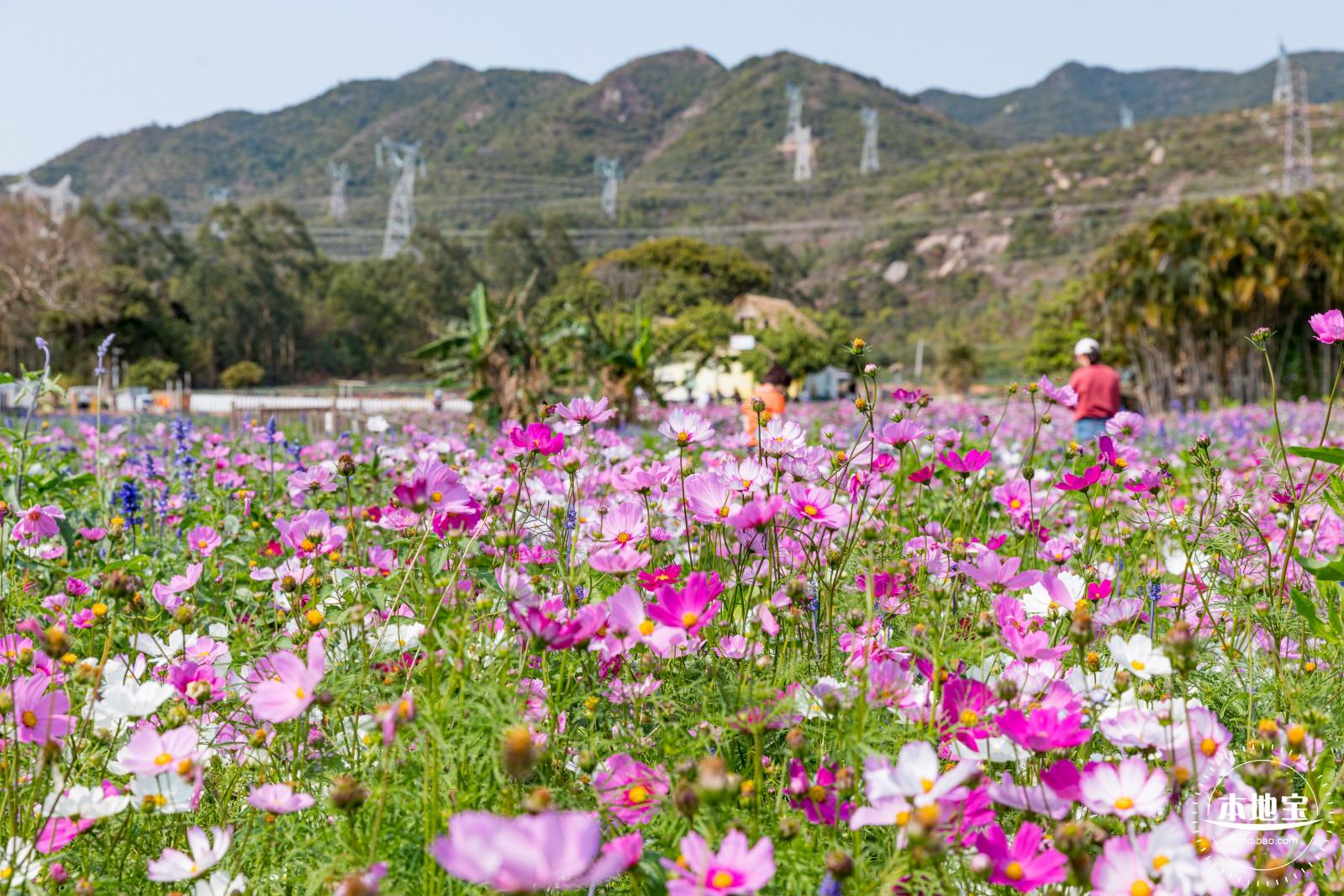 美丽乡村百花节