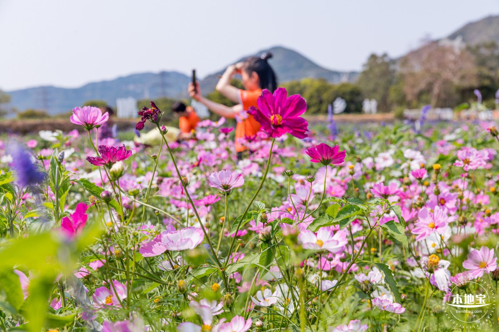 美丽乡村百花节