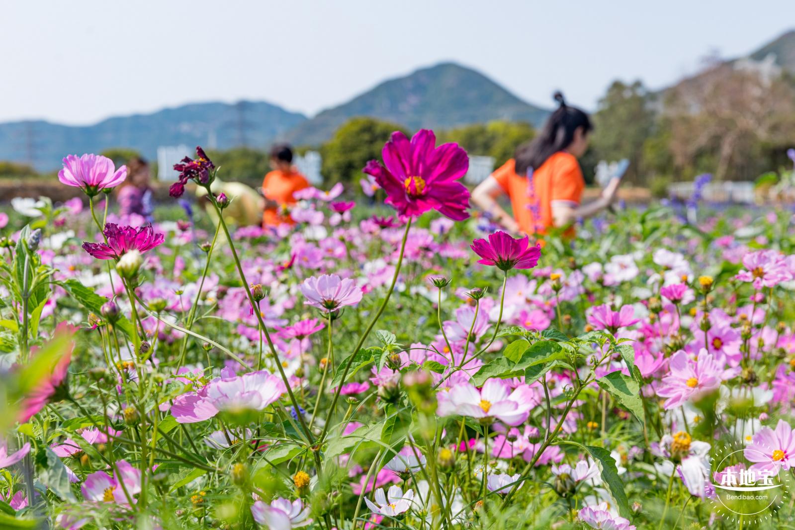 美丽乡村百花节