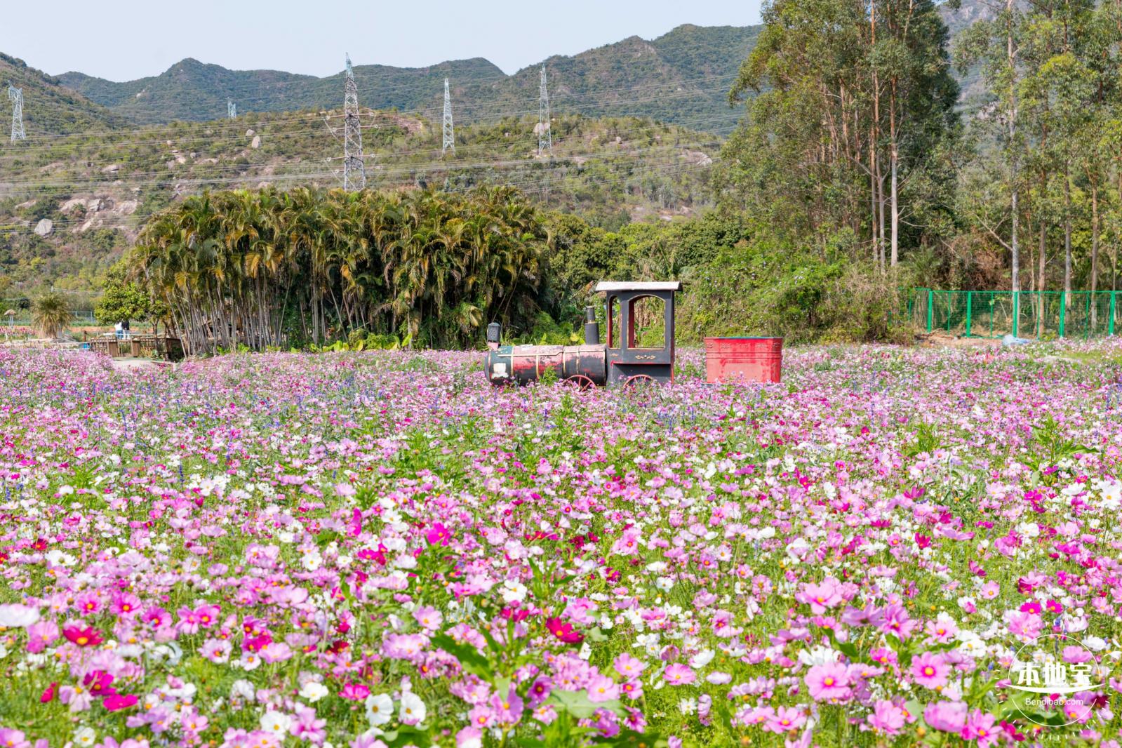 美丽乡村百花节