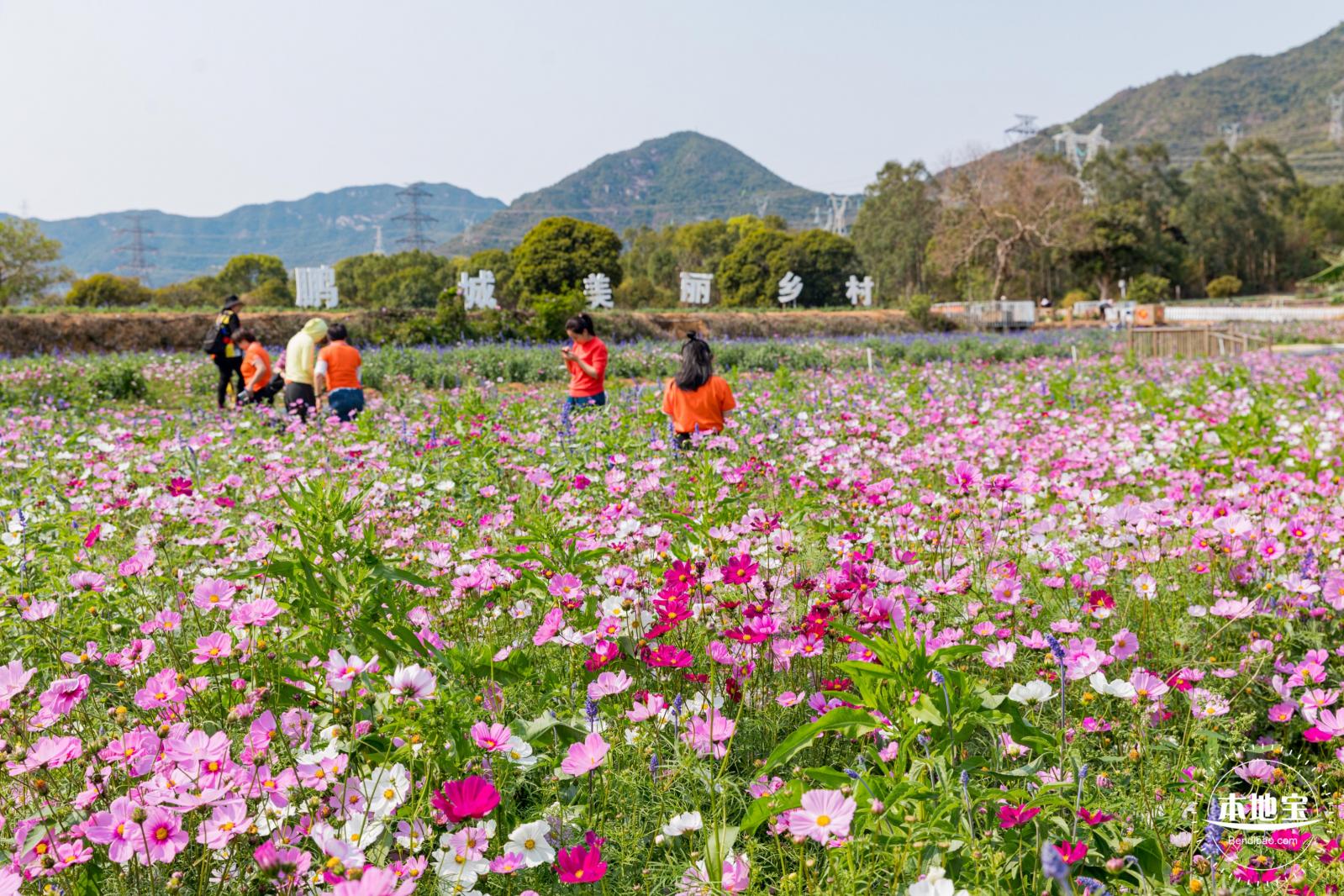 美丽乡村百花节