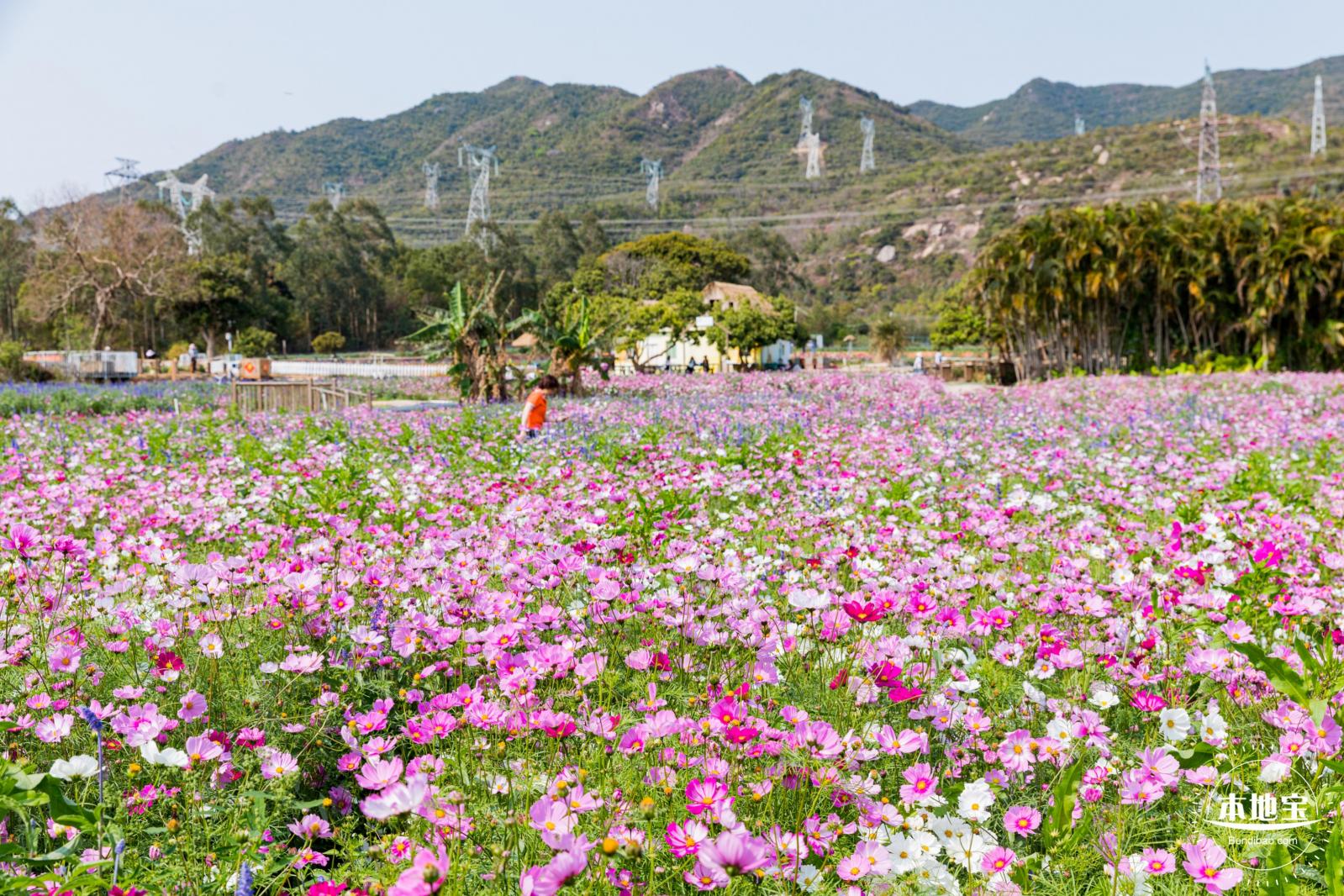 美丽乡村百花节