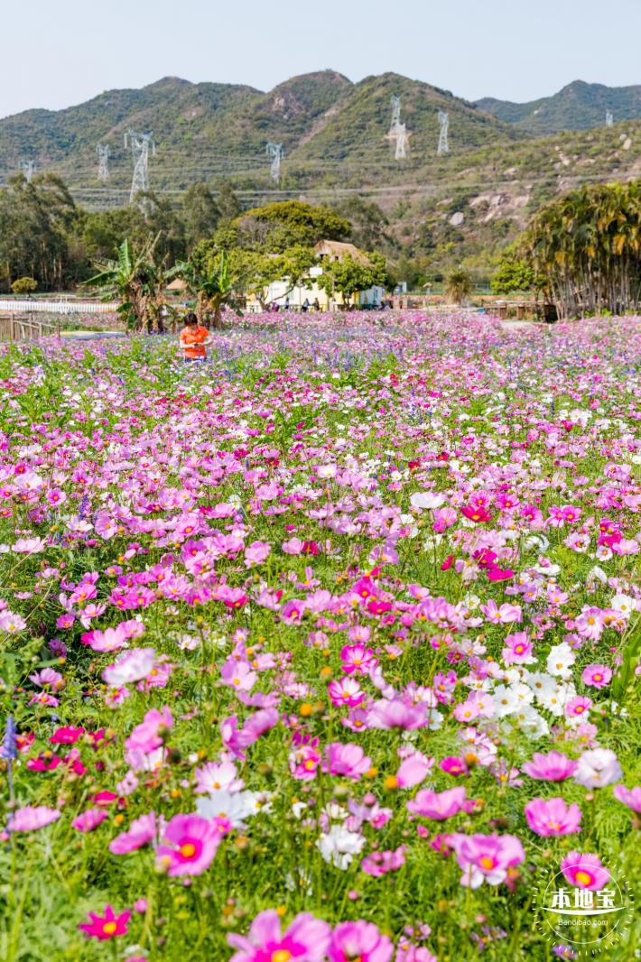 美丽乡村百花节