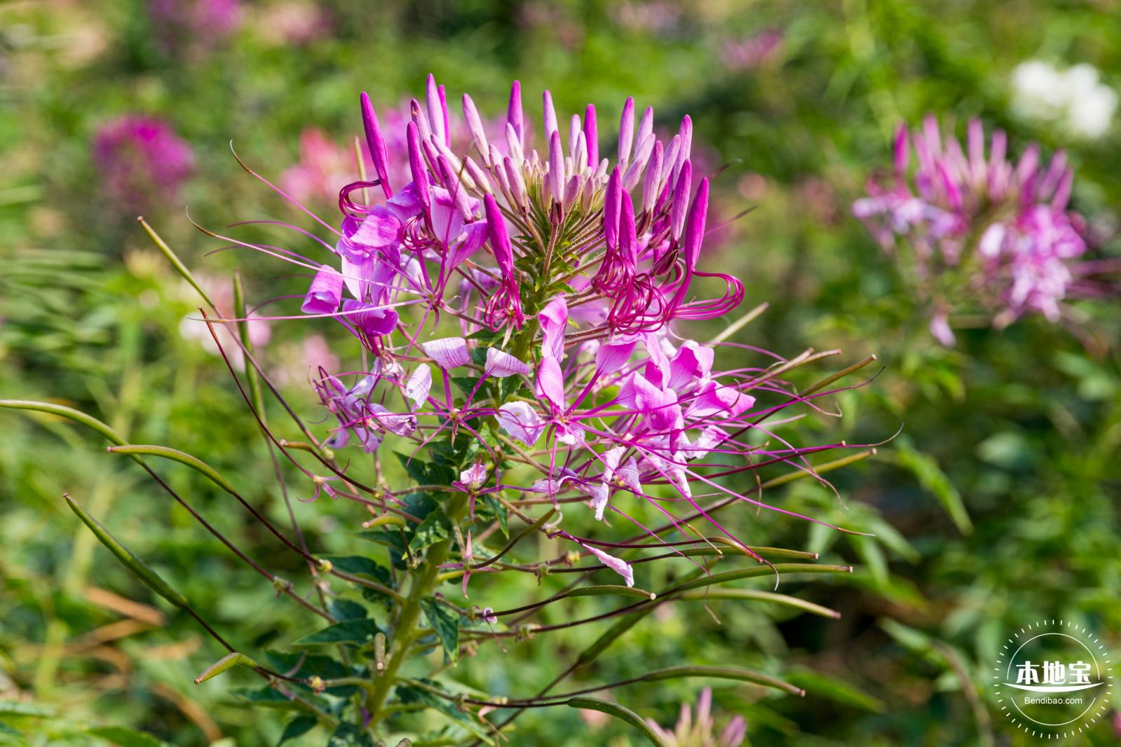 美丽乡村百花节