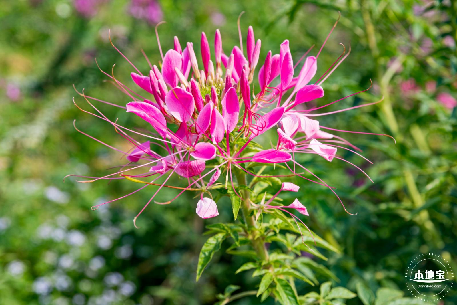 美丽乡村百花节