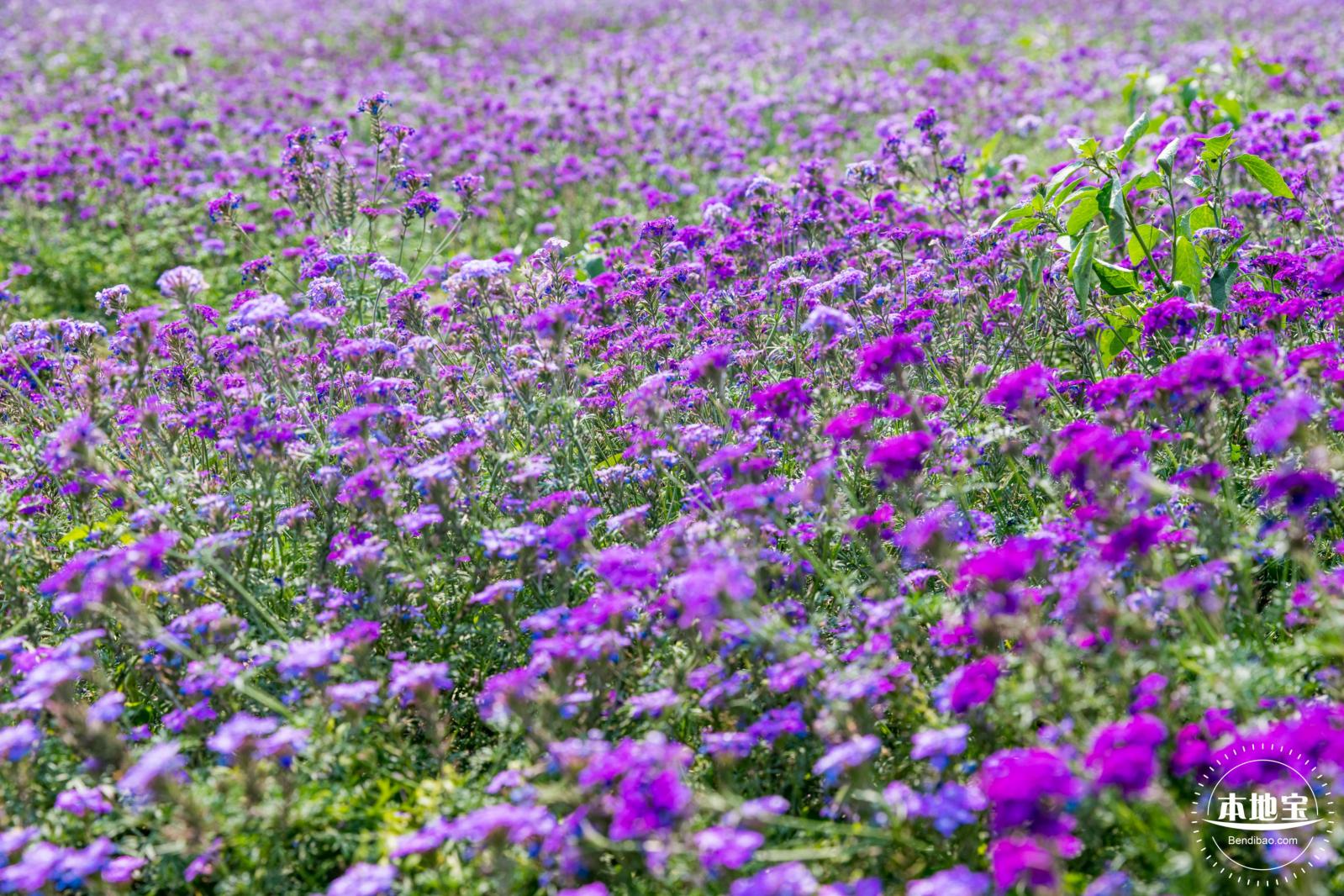 美丽乡村百花节