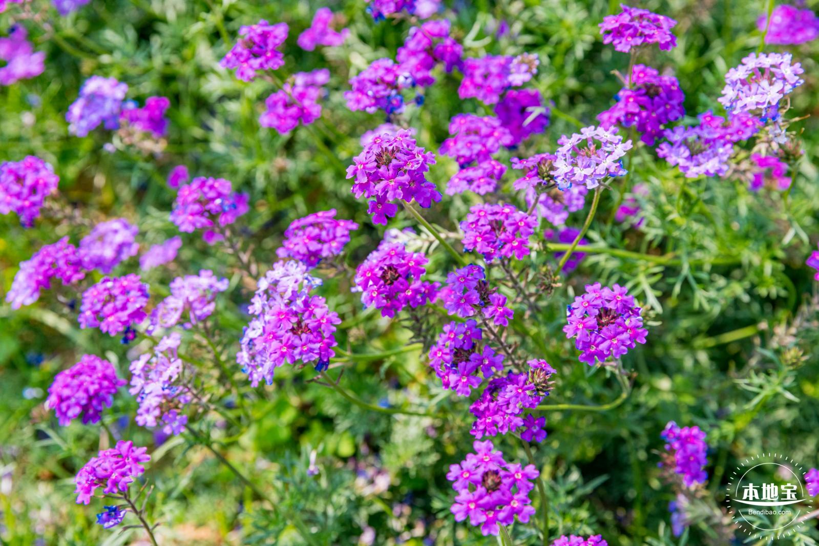 美丽乡村百花节